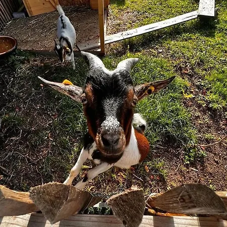 Welschwood Retreat With Sauna Apartament *